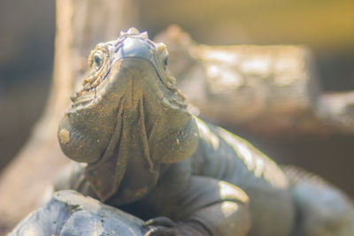 Close-up of a turtle