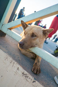 Dog looking away