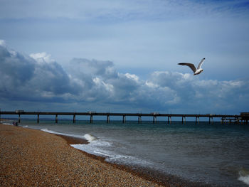 Seagull flying over sea