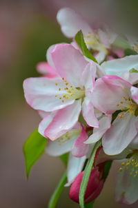 Close-up of pink cherry blossoms