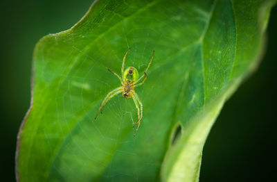 Close-up of spider on web