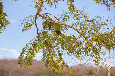 Low angle view of tree against sky