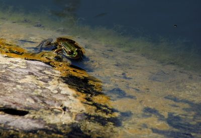 View of turtle in sea