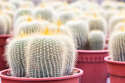 Close-up of potted plants