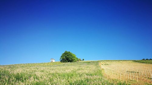Scenic view of field against clear blue sky