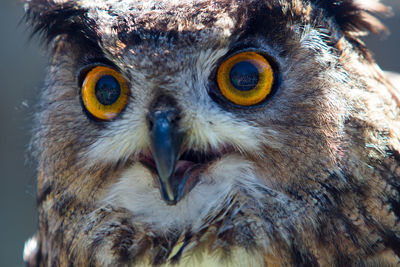 Close-up portrait of owl