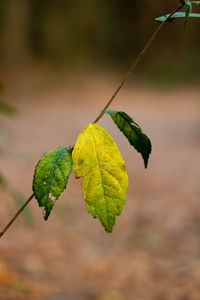 Close-up of green leaf on twig