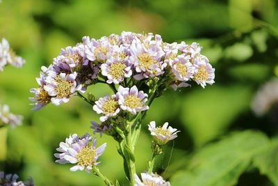 Close-up of flowers blooming outdoors