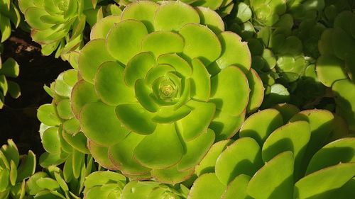 Full frame shot of green plant