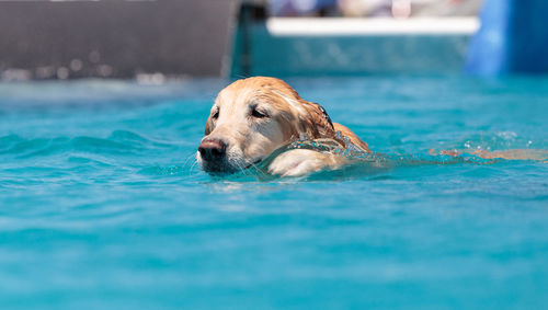 Dog swimming in pool