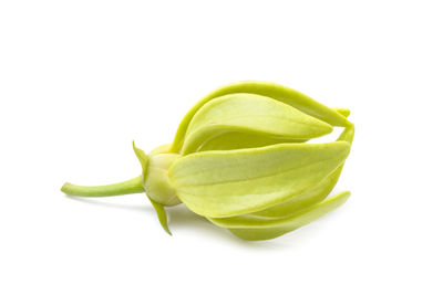 Close-up of green leaf against white background