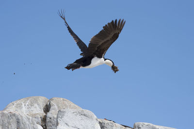 Low angle view of bird flying against clear sky