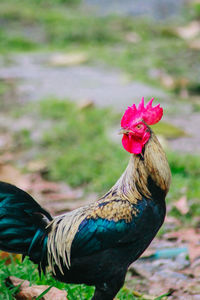 Close-up of rooster on land