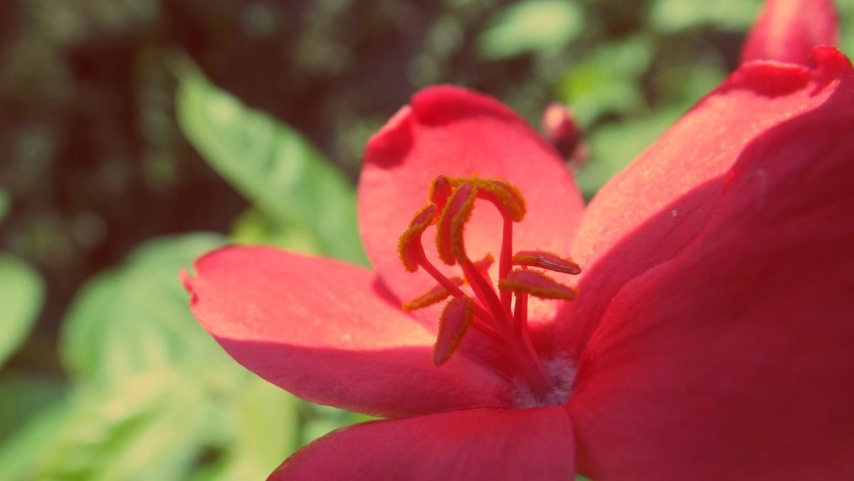 flower, petal, flower head, freshness, fragility, red, growth, beauty in nature, close-up, blooming, nature, focus on foreground, plant, stamen, single flower, pollen, in bloom, pink color, day, park - man made space