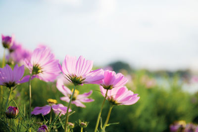 Close-up of pink flowering plants on field