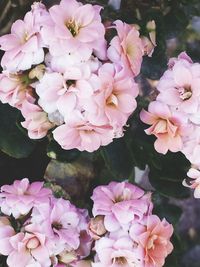 Close-up of pink flowers blooming outdoors