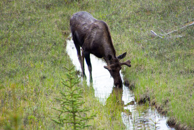 Side view of horse on field
