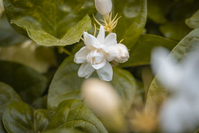 Close-up of white flowering plant