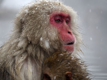 Close-up of a monkey