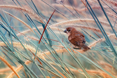 Close-up of bird perching on dry grass