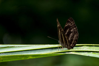 Close-up of butterfly on leaf