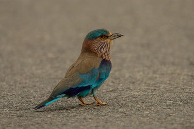 Close-up of bird perching on road