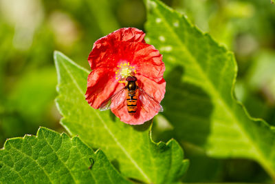 Close-up of red flower on plant