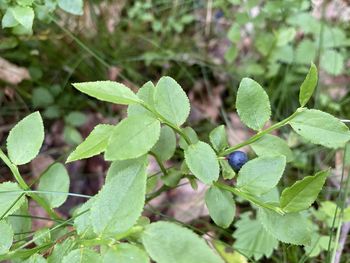 High angle view of green leaves on plant
