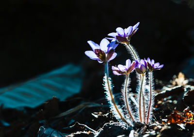 Close-up of flowers