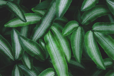 Full frame shot of green leaves