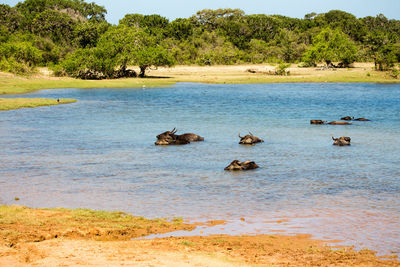 View of buffalos in the water