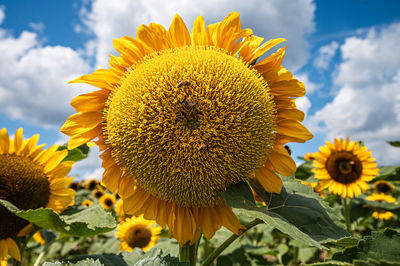 Close-up of sunflower against sky