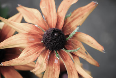 Close-up of pink flower