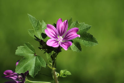 Close-up of pink flowering plant