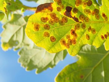 Close-up of yellow leaves on plant