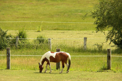 Horses in the field