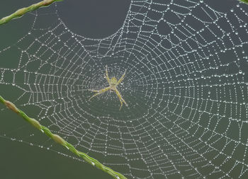 Close-up of spider on web