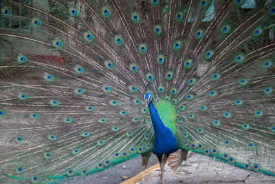 Close-up of peacock