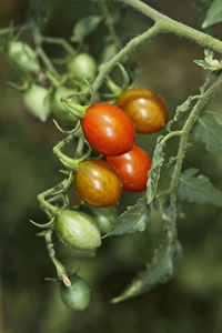 Close-up of tomatoes on plant