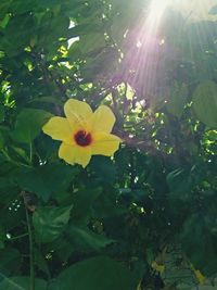 Close-up of yellow flowers blooming outdoors