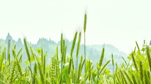 Scenic view of rural landscape