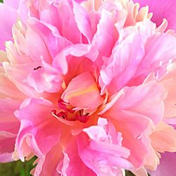 Close-up of pink flowers