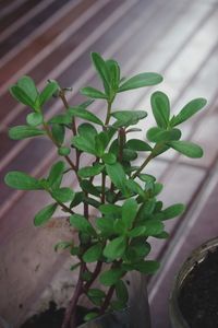 High angle view of small plant growing in pot