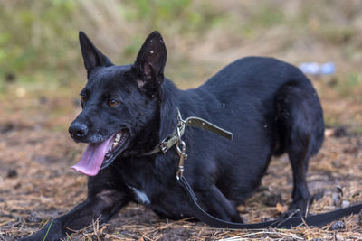 Black dog looking away