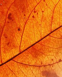 Full frame shot of orange leaf