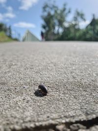 Surface level of dirt road