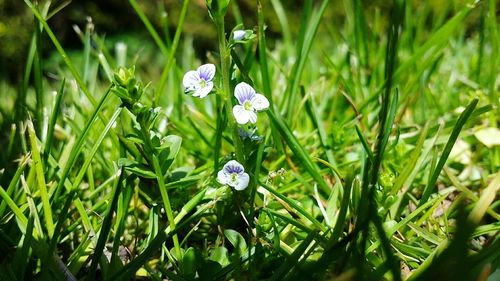 Close-up of flowers blooming in field