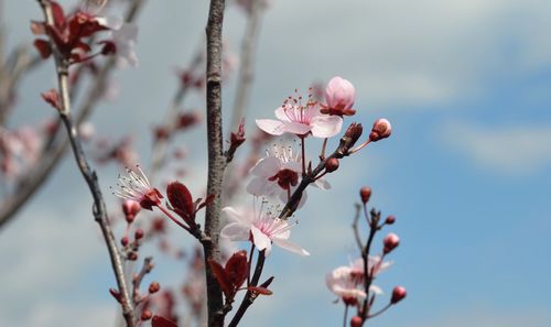 Close-up of pink cherry blossoms in spring