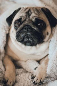 Close-up portrait of a dog