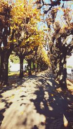 Trees in park